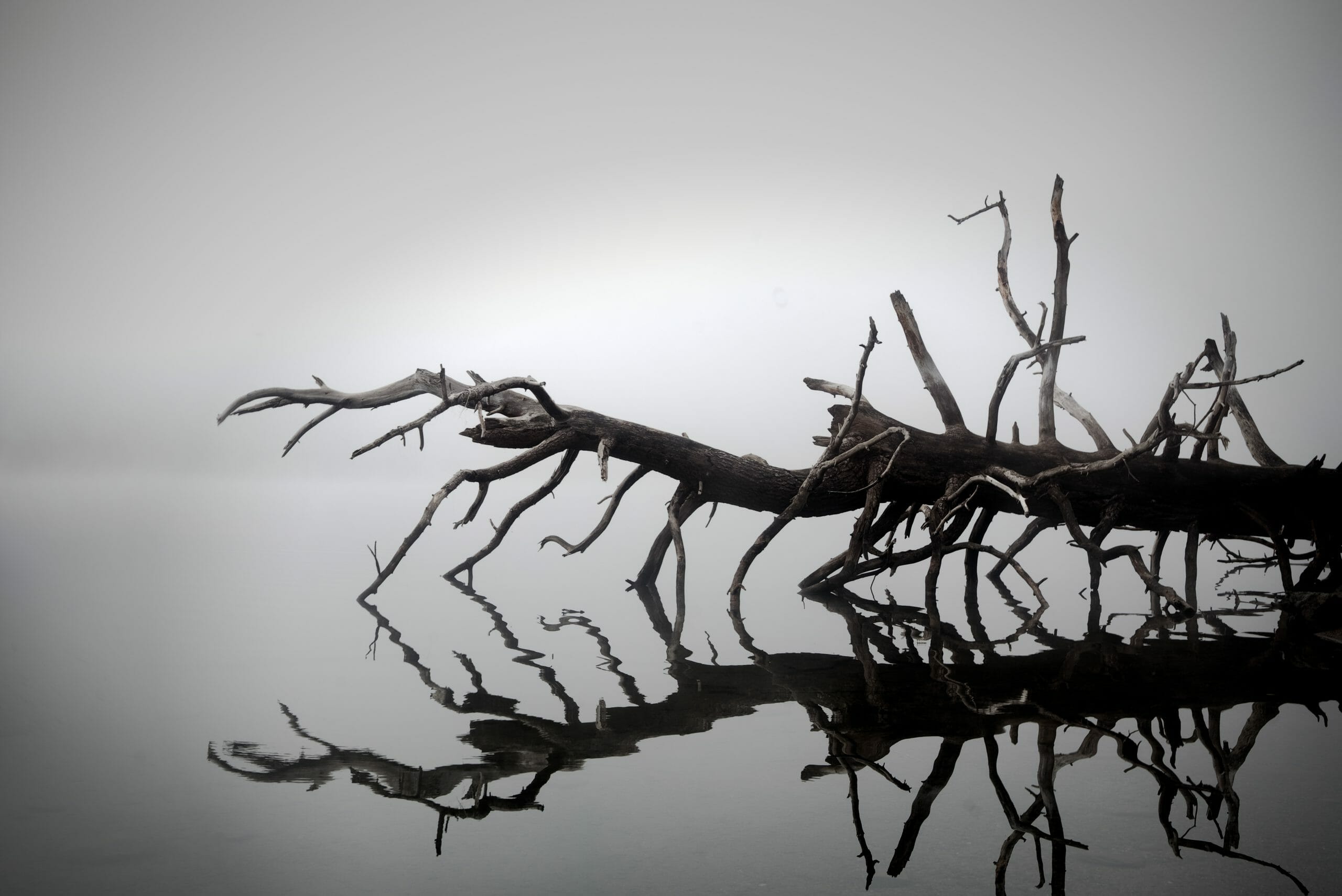 An einem nebligen Tag spiegelt sich majestätisch ein toter Baum in einem vielfältigen See.