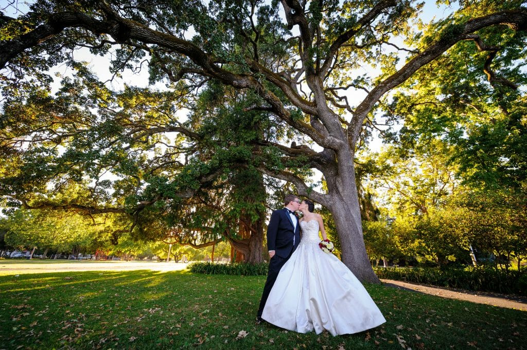 Braut, Bräutigam, großer Baum.