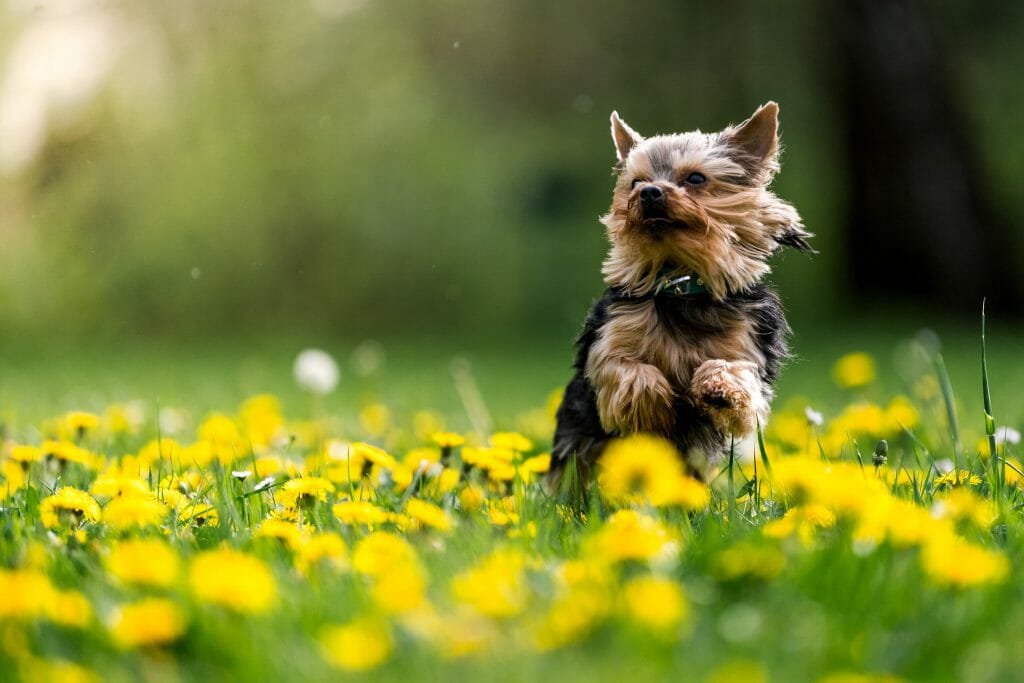 Ein Yorkshire-Terrier tummelt sich in einem Löwenzahnfeld.
