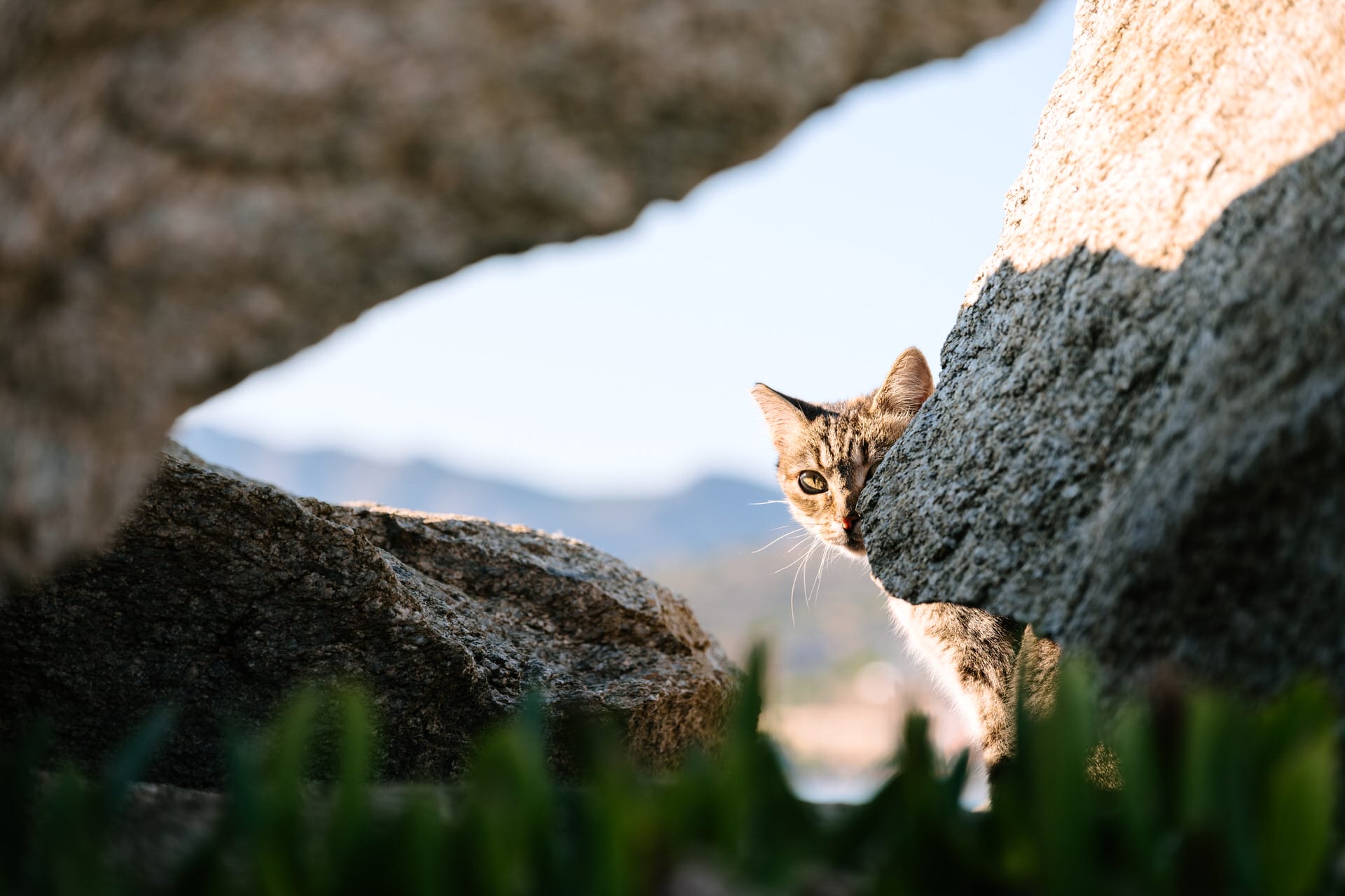 Eine getigerte Katze lugt hinter einem großen Felsen hervor, während im Hintergrund die Sonne scheint und die Berge zu sehen sind.