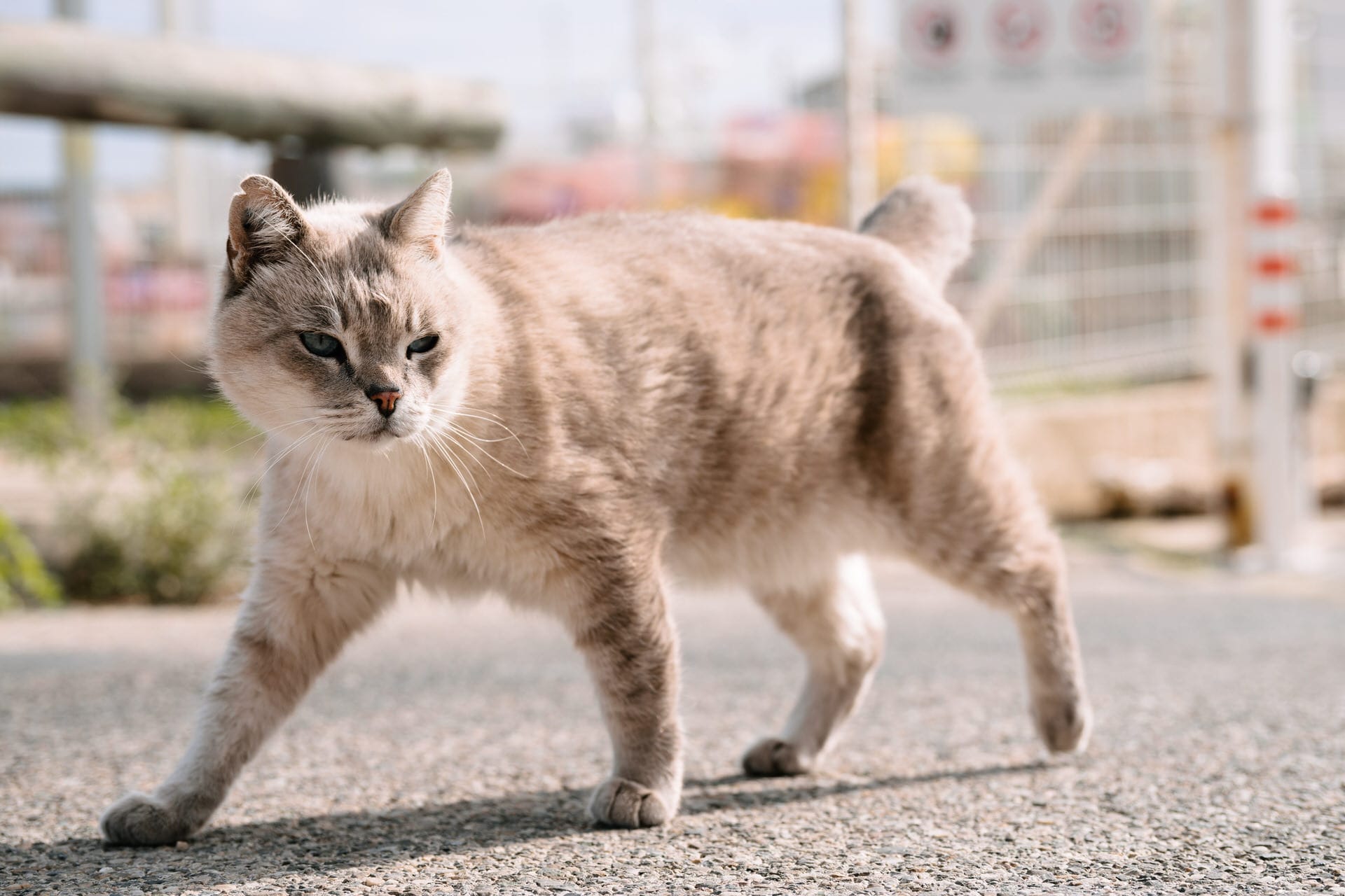 Eine hellgraue Katze mit blauen Augen spaziert über eine sonnenbeschienene gepflasterte Fläche, mit einem verschwommenen Zaun und Schildern im Hintergrund.