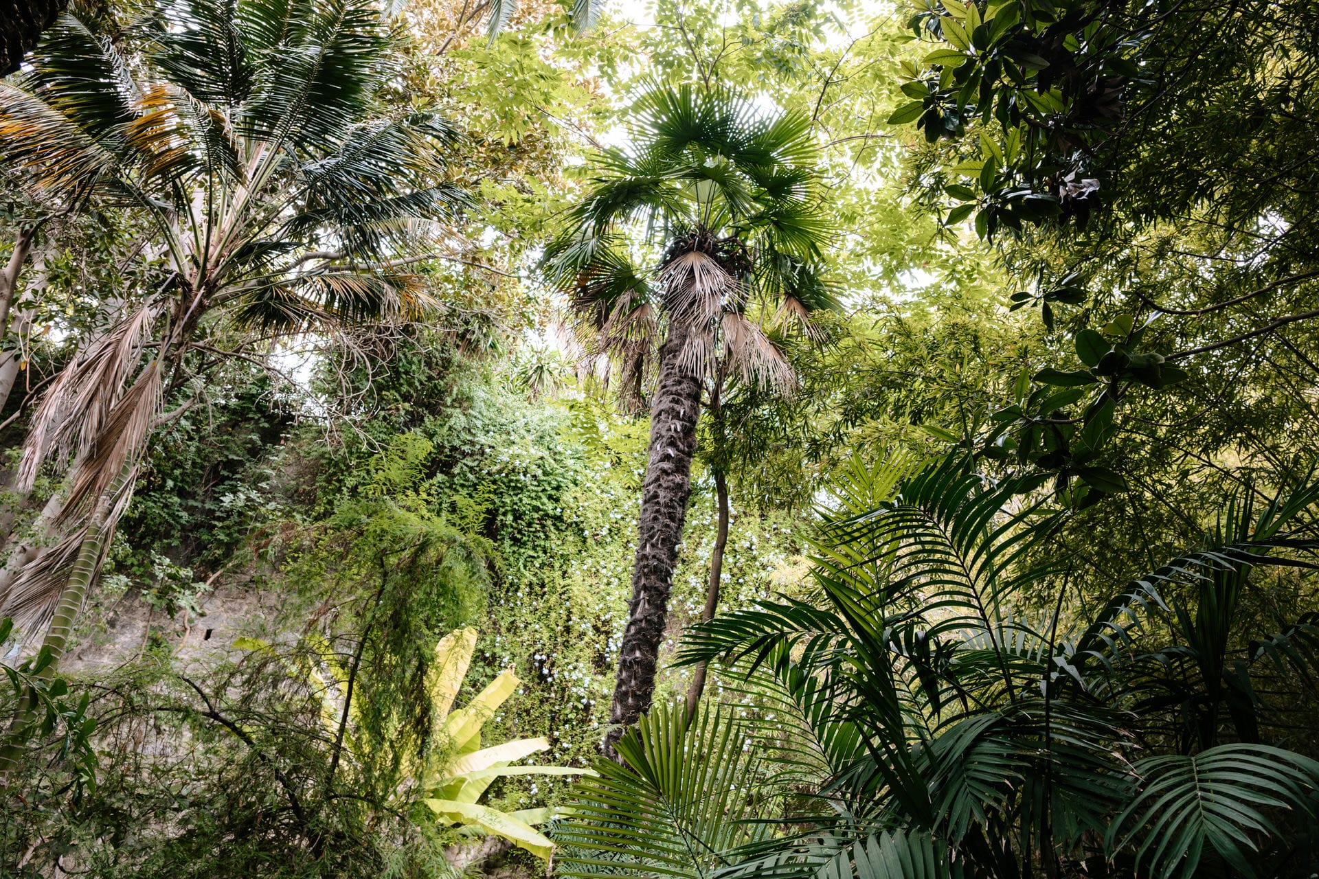 Dichte tropische Vegetation mit verschiedenen Palmen und üppigem grünen Laub unter natürlichem Sonnenlicht.