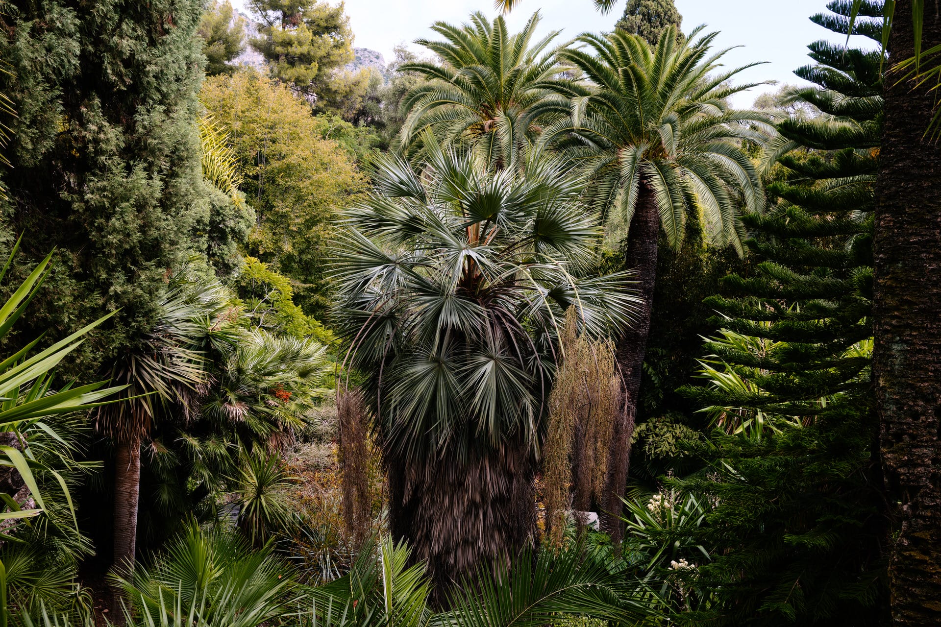Eine dichte Ansammlung von Palmen und tropischen Pflanzen füllt einen üppigen, grünen Garten unter teilweise bewölktem Himmel.